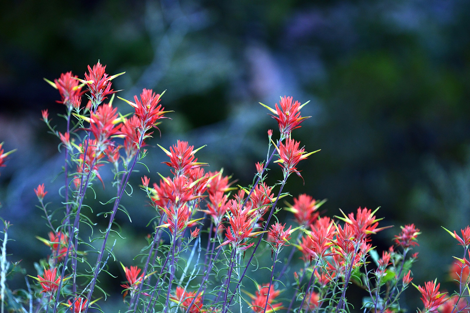 Indian Paintbrush 30